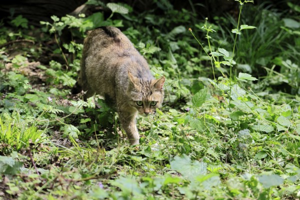 European wildcat (Felis silvestris), adult, stalking, in the forest, foraging, alert, Hesse, Germany, Europe, captive