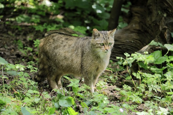 European wildcat (Felis silvestris), adult, in the forest, foraging, vigilant, Hesse, Germany, Europe, captive