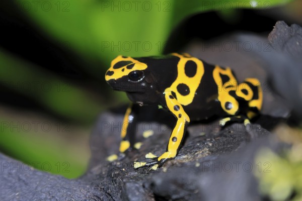 Yellow-banded poison dart frog (Dendrobates leucomelas), adult, alert, South America, captive