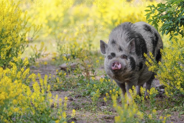 A Kunekune pig (sus scrofa domesticus), a domestic breed from New Zealand walks walks through a yellow flowering meadow. Captive, Austria