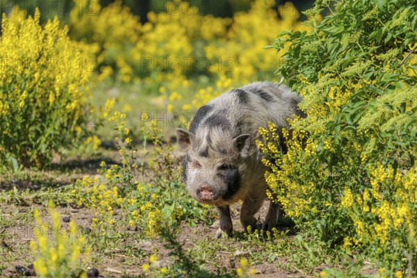 A Kunekune pig (sus scrofa domesticus), a domestic breed from New Zealand walks walks through a yellow flowering meadow. Captive, Austria