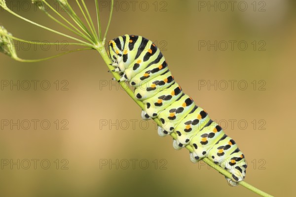 Swallowtail caterpillar (Papilio machaon), caterpillar sitting on Wild carrot (Daucus carota), Trupbacher Heide nature reserve with heathland and nutrient-poor grassland, Siegerland, North Rhine-Westphalia, Germany