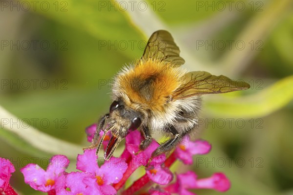 Field bumblebee (Bombus pascuorum), sucking nectar on summer lilac (Buddleja davidii), butterfly bush, in a natural environment in the wild, wildlife, nature photo, insects, bumblebees, Siegerland, North Rhine-Westphalia, Germany