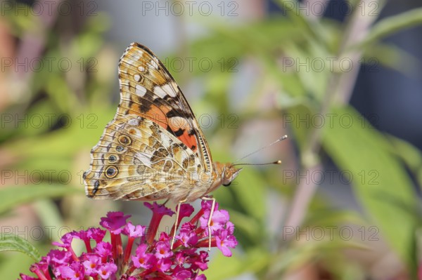 Thistle butterfly (Vanessa cardui) underside, sucking nectar on summer lilac (Buddleja davidii), butterfly bush, in a natural environment in the wild, wildlife, insects, butterflies, butterflies, Siegerland, North Rhine-Westphalia, Germany