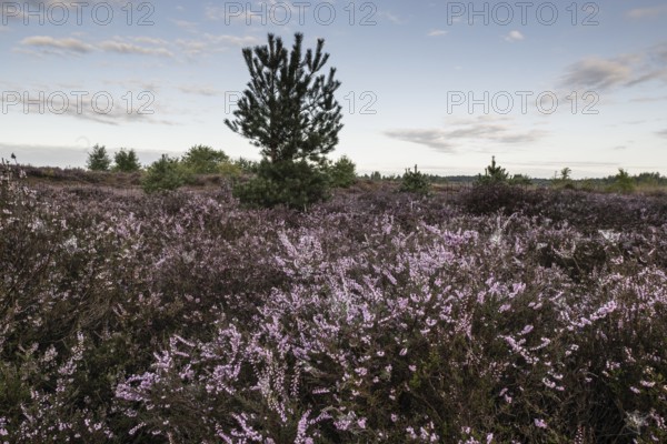 Heath landscape at sunrise, Emsland, Lower Saxony, Germany