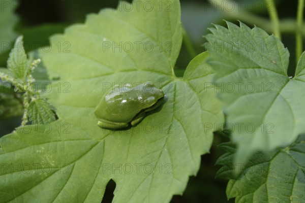 Tree frog, August, Saxony, Germany