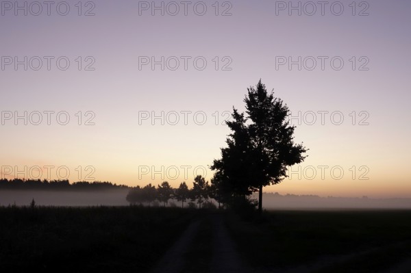 Landscape with morning fog, Summer, Saxony, Germany