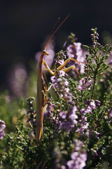 Praying mantis, August, Saxony, Germany