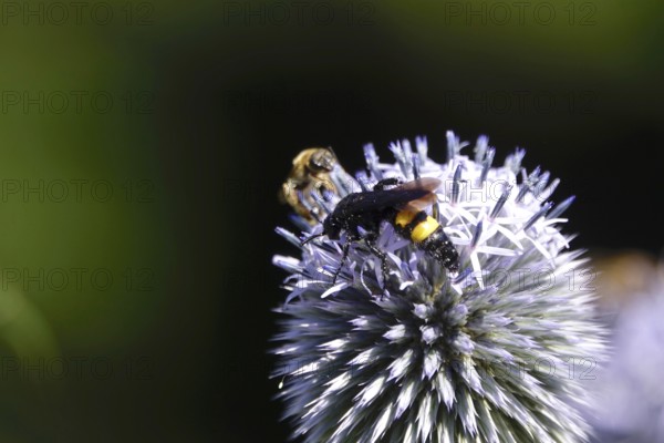 Scolia hirta, July, Germany
