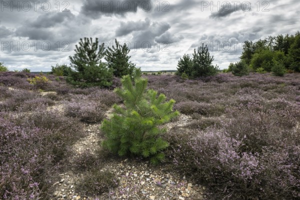 Heathland (Calluna vulgaris), Emsland, Lower Saxony, Germany