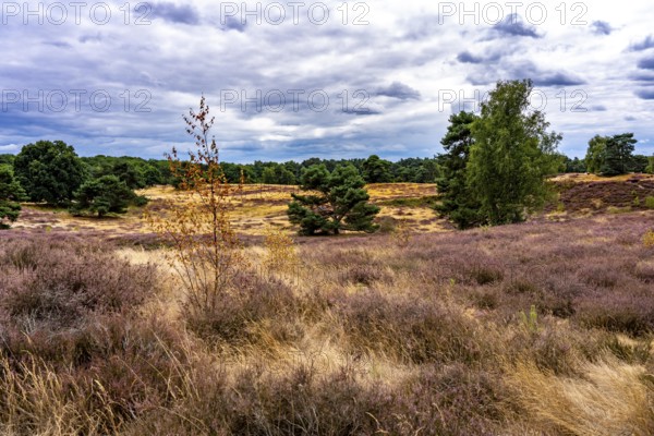 Westruper Heide, in the Hohe Mark Westmünsterland nature park Park, near Haltern am See, heather blossom, North Rhine-Westphalia, Germany