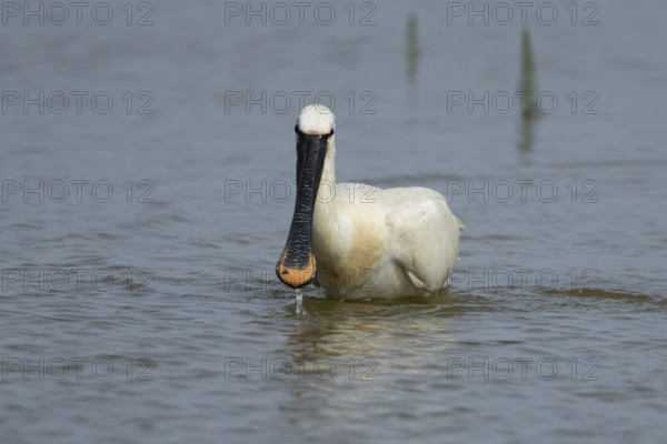 Eurasian spoonbill (Platalea leucorodia) adult bird feeding in a shallow lagoon, England, United Kingdom
