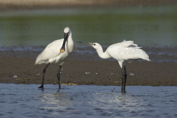 Eurasian spoonbill (Platalea leucorodia) two birds adult bird and juvenile bird begging for food in a shallow lagoon, England, United Kingdom