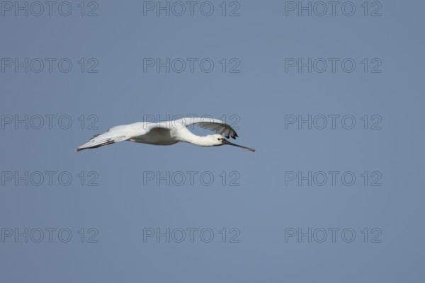 Eurasian spoonbill (Platalea leucorodia) adult bird flying in a blue sky, England, United Kingdom