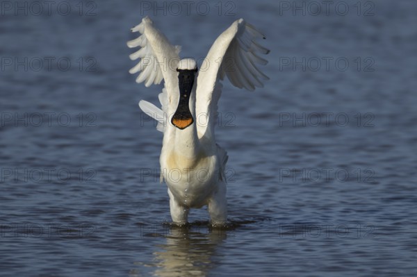 Eurasian spoonbill (Platalea leucorodia) adult bird in a shallow lagoon, England, United Kingdom