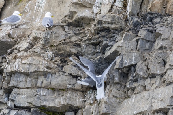 Group of kittiwakes (Rissa tridactyla) in a field wall, nesting sites, Mushamna, Spitsbergen, Svalbard