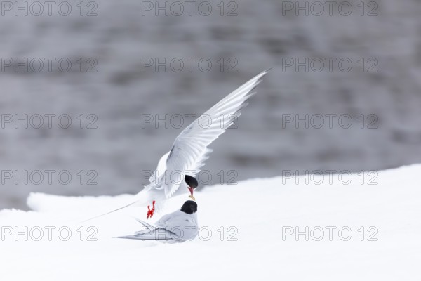 Arctic Arctic Tern (Sterna paradisaea), pair feeding, bridal gift, snow, Terns (Sterninae), Muchinsonfjord, Spitsbergen, Svalbard