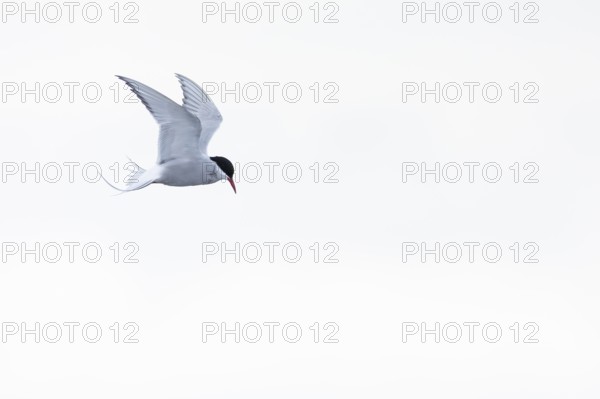 Arctic Arctic Tern (Sterna paradisaea) in a shaking flight to catch fish, Terns (Sterninae), Muchinsonfjord, Spitsbergen, Svalbard