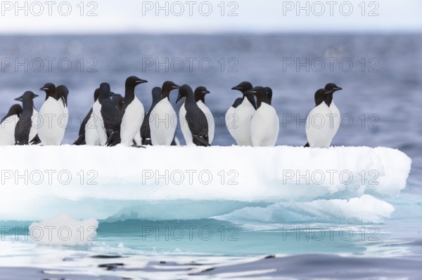 Thick-billed guillemot (Uria lomvia) on an ice floe, sea, water, alcids (Alcidae), Alkefjellet, Spitsbergen, Svalbard