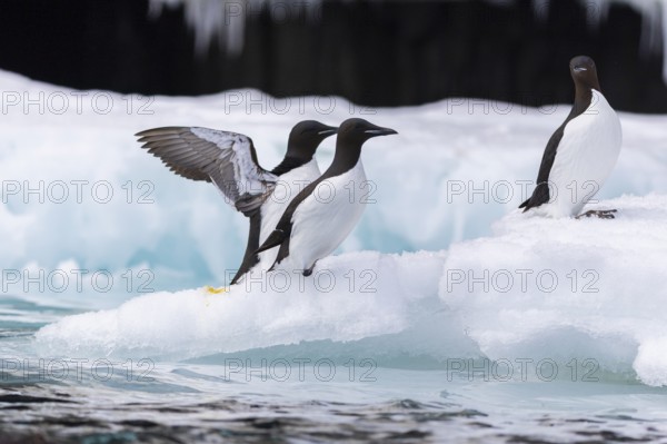 Thick-billed guillemot (Uria lomvia) on an ice floe, alcids (Alcidae), Alkefjellet, Spitsbergen, Svalbard