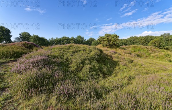 Ripple-crowned dune area in the Schleswig-Holstein municipality of Jörl. The nature reserve Düne am Rimmelsberg is an FFH area, overgrown with heather and juniper. Rimmelsberg, Jörl, Schleswig-Holstein, Germany
