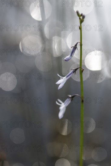 Water lobelia (Lobelia dortmanna), Emsland, Lower Saxony, Germany
