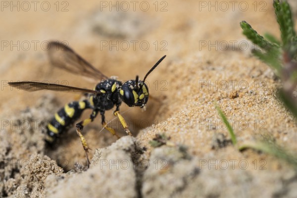 Digger wasp (Gorytes laticinctus), Emsland, Lower Saxony, Germany