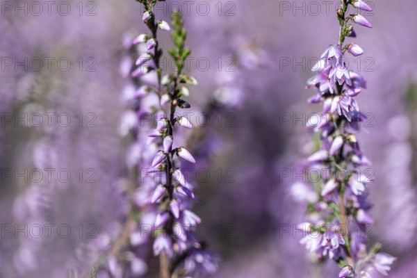 Heather (Calluna vulgaris), Emsland, Lower Saxony, Germany