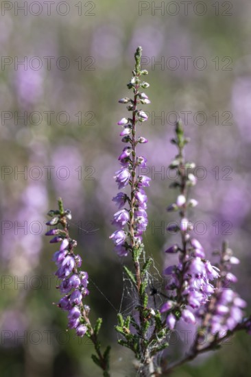 Heather (Calluna vulgaris), Emsland, Lower Saxony, Germany