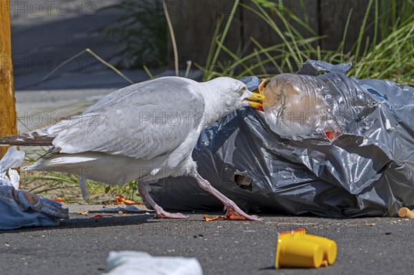 Bird nuisance by herring gull tearing up rubbish bag and feeding on trash, household refuse and garbage leaving a mess on street in coastal town