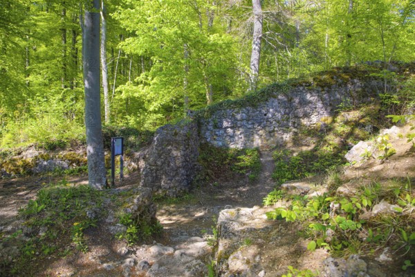 Ruin of Alter Lichtenstein near Lichtenstein Castle, eaves of the Swabian Alb, trees, deciduous forest, Honau, municipality of Lichtenstein, Baden-Württemberg, Germany