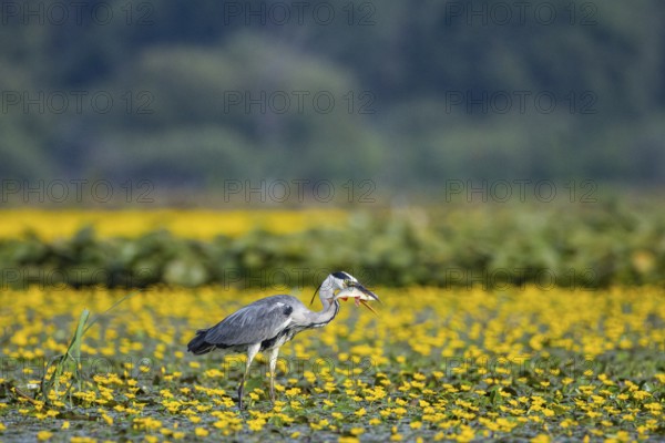 Grey heron (Ardea cinerea) amidst flowering sea pots (Nymphoides peltata) Hungary