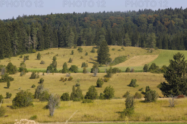 Landscape, nature, trees, meadow, juniper heath, Digelfeld near Hayingen, Swabian Alb, Baden-Württemberg, Germany