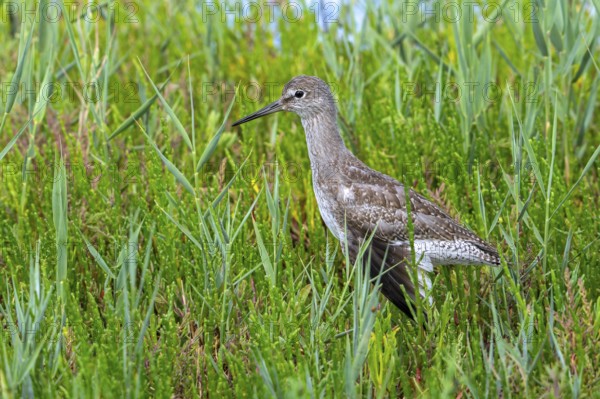 Injured common redshank (Tringa totanus) juvenile with broken wing hidden in glasswort vegetation in coastal saltmarsh, salt marsh in summer