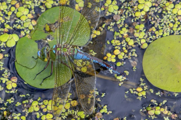 Emperor dragonfly, blue emperor (Anax imperator, Anax formosa) female with blue abdomen laying eggs in water of brook in summer