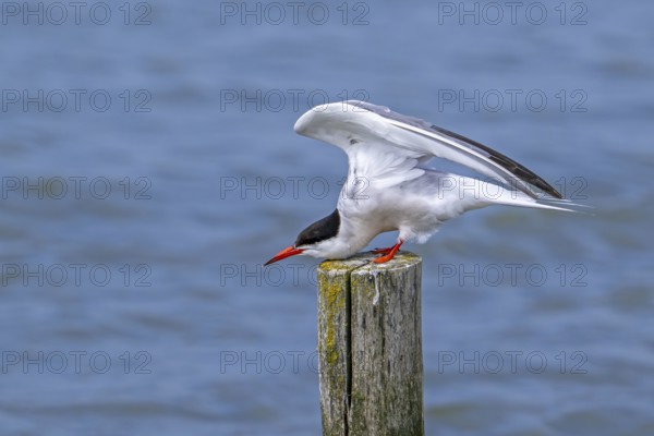 Common tern (Sterna hirundo) adult in breeding plumage perched on wooden pole and stretching wings along the North Sea coast in summer