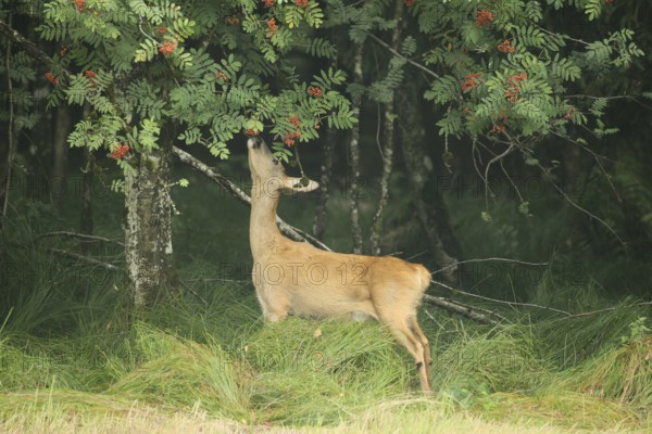 Roe deer (Capreolus capreolus) doe nibbling leaves and red berries of rowan (Sorbus aucuparia) Allgäu, Bavaria, Germany, Allgäu, Bavaria, Germany
