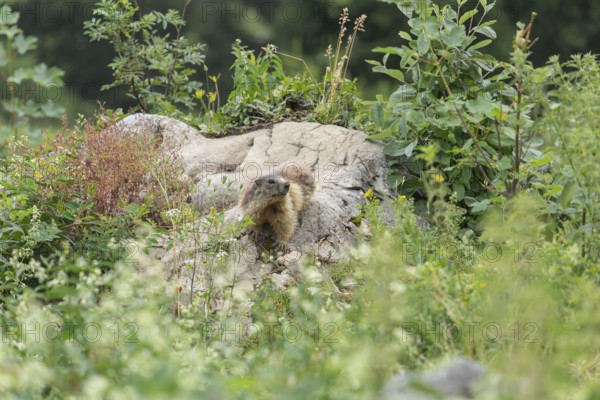 Marmot on the alpine meadow in front of the den on the Königsbachalm near Berchtesgaden