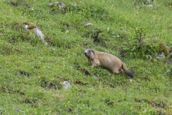 Young marmot on the alpine meadow in front of the burrow on the Königsbachalm near Berchtesgaden