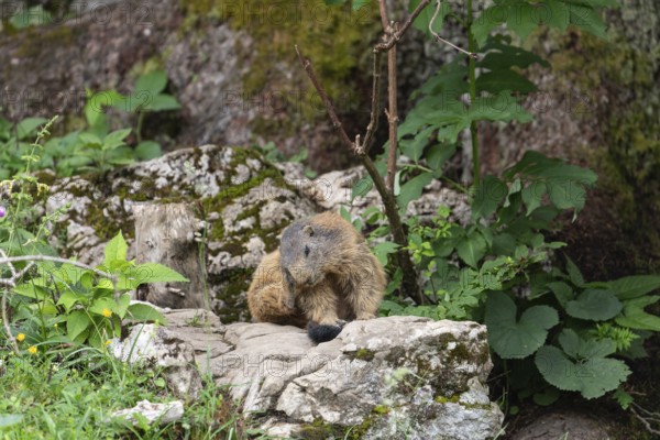 Adult marmot cleaning on the Königsbachalm near Berchtesgaden