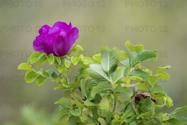 Dog rose (Rosa canina), Ringkøbing Fjord, Denmark