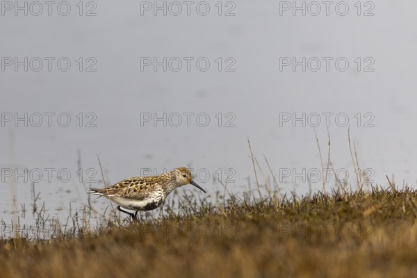 Black-legged stint (Calidris maritima) foraging, Aventdalen, Longyearbyen, Spitsbergen, Svalbard