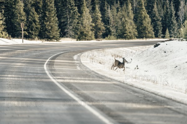 Wildlife on a winter road trip on the Icefields Parkway with lots of snow and ice, Banff National Park, Jasper National Park, Alberta, Canada