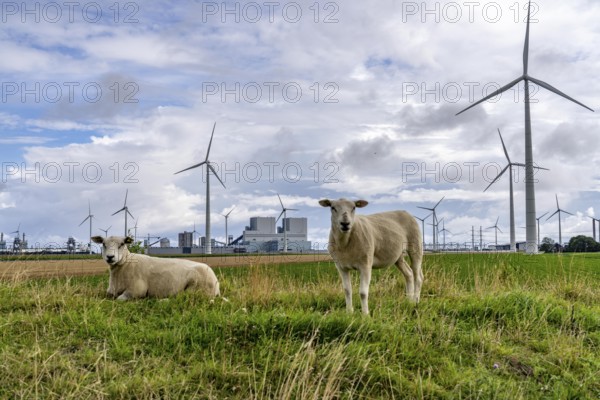 RWE coal-fired power plant Eemshavencentrale, in the seaport of Eemshaven, operator RWE Power, wind farm, Netherlands
