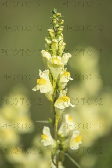 Common toadflax (Linaria vulgaris), Emsland, Lower Saxony, Germany