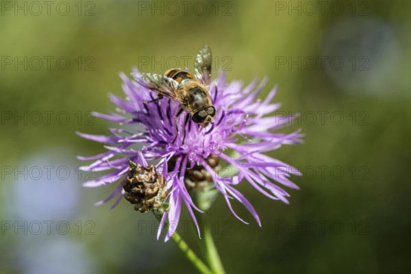 Tapered Dronefly (Eristalis pertinax) in a meadow knapweed (Centaurea jacea), Lower Saxony, Germany