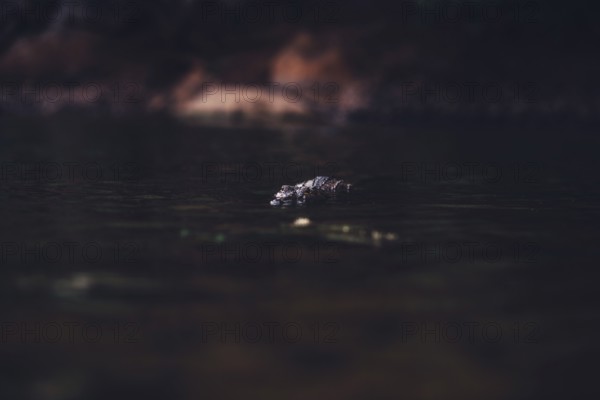 Special light atmosphere with crocodile in the outback in Windjana Gorge National Park in Australia