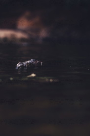 Special light atmosphere with crocodile in the outback in Windjana Gorge National Park in Australia