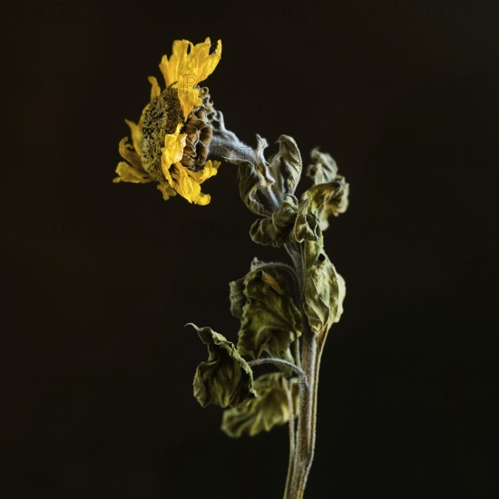 Dried sunflower reveals intricate details against dark background highlighting beauty of decay
