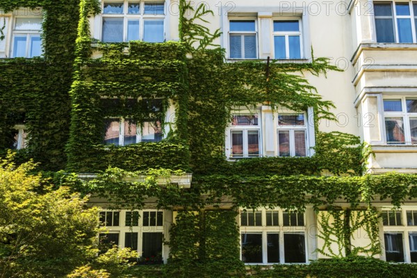 An ivy-covered façade of an apartment block in Bratislava, Slovakia
